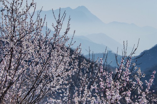 春到龙泉峪