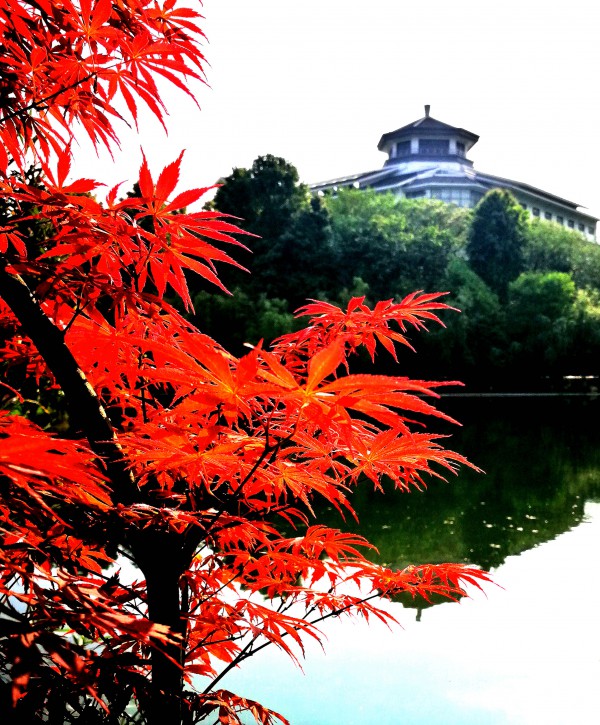 lishaoqing单照