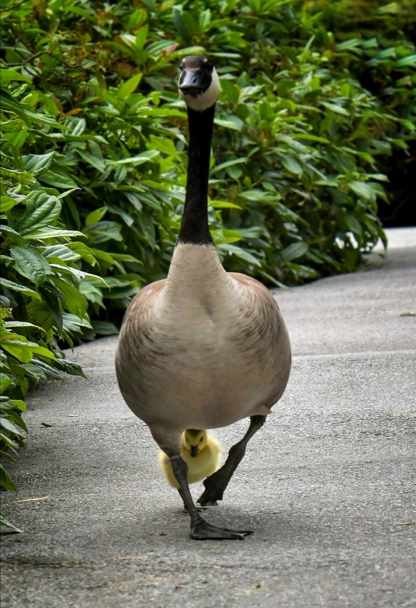 ma-886868组照