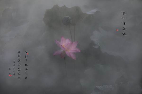 刘赛丽单图