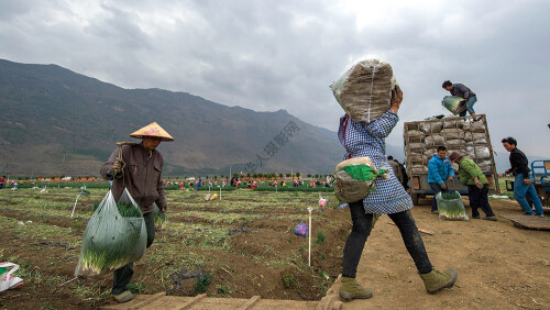 三等奖：香葱生产基地-谢佩霞 组照