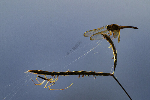  15 Amazing  World Of Nature by Tan Lip Seng  20201102-A7R3-0084