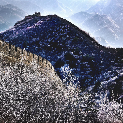 《春满长城》紫瓶咖啡｜ 中国北京